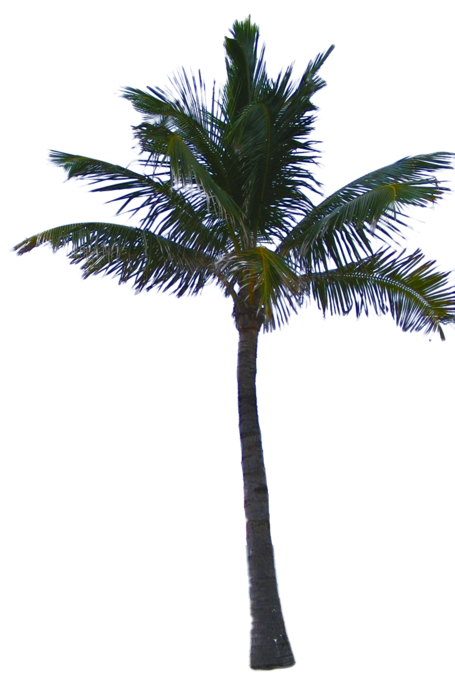 Palmtree HD PNG - 119931