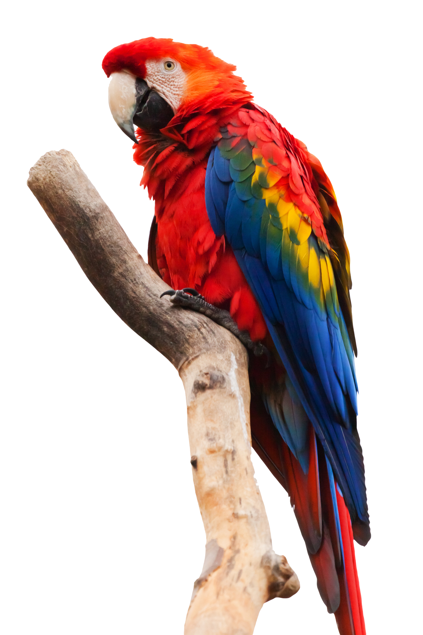 Macaw PNG - 5238