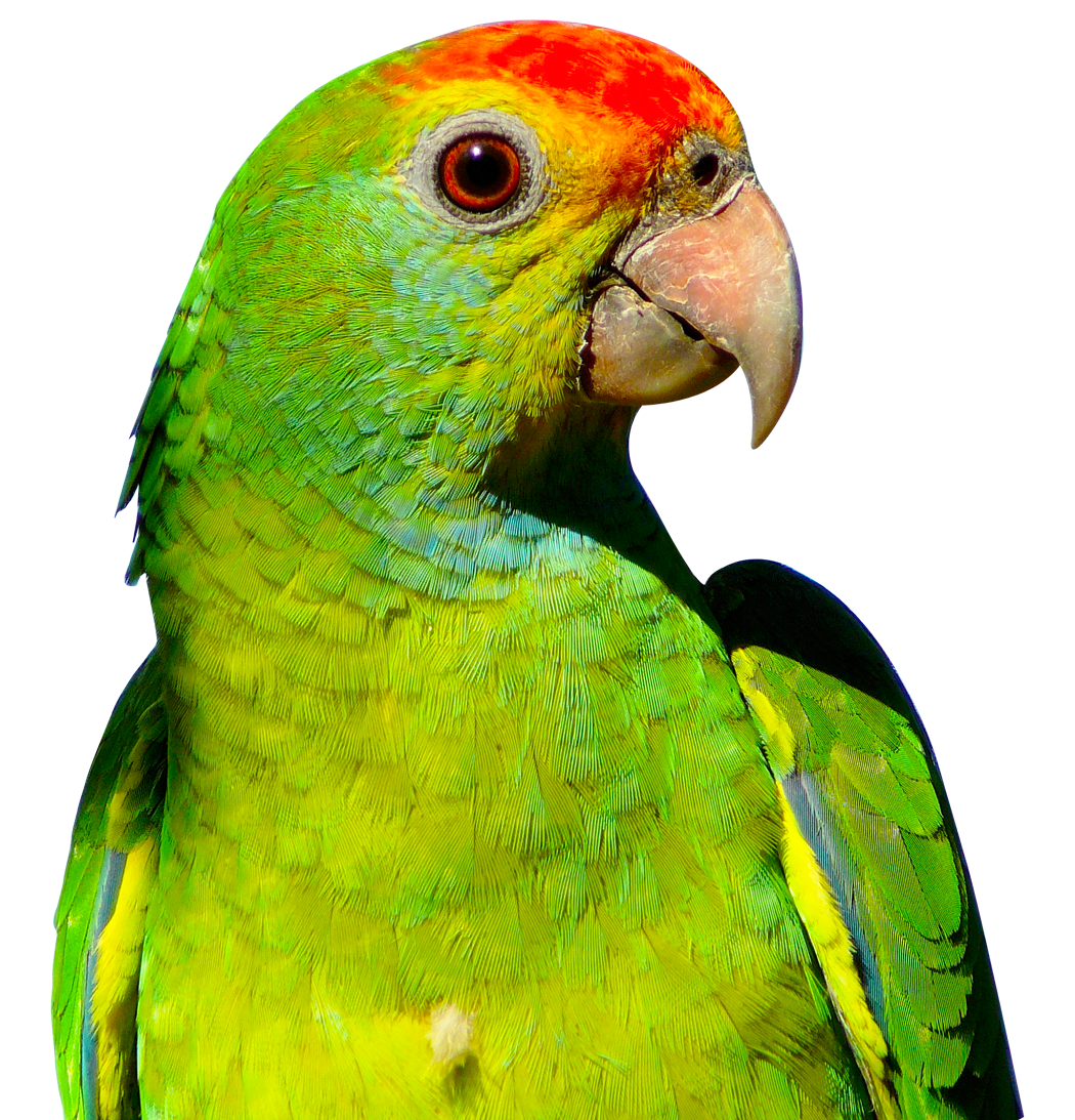 Parrot PNG - 11630
