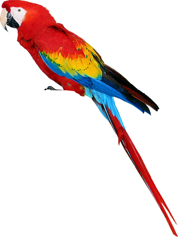 Parrot PNG - 11628