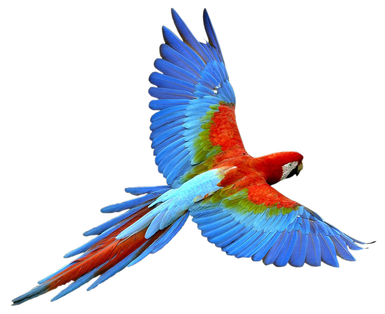 Parrot PNG - 11620