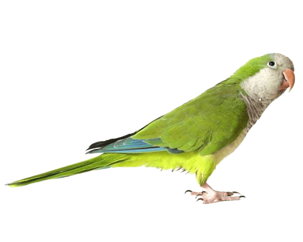 Parrot PNG - 11619