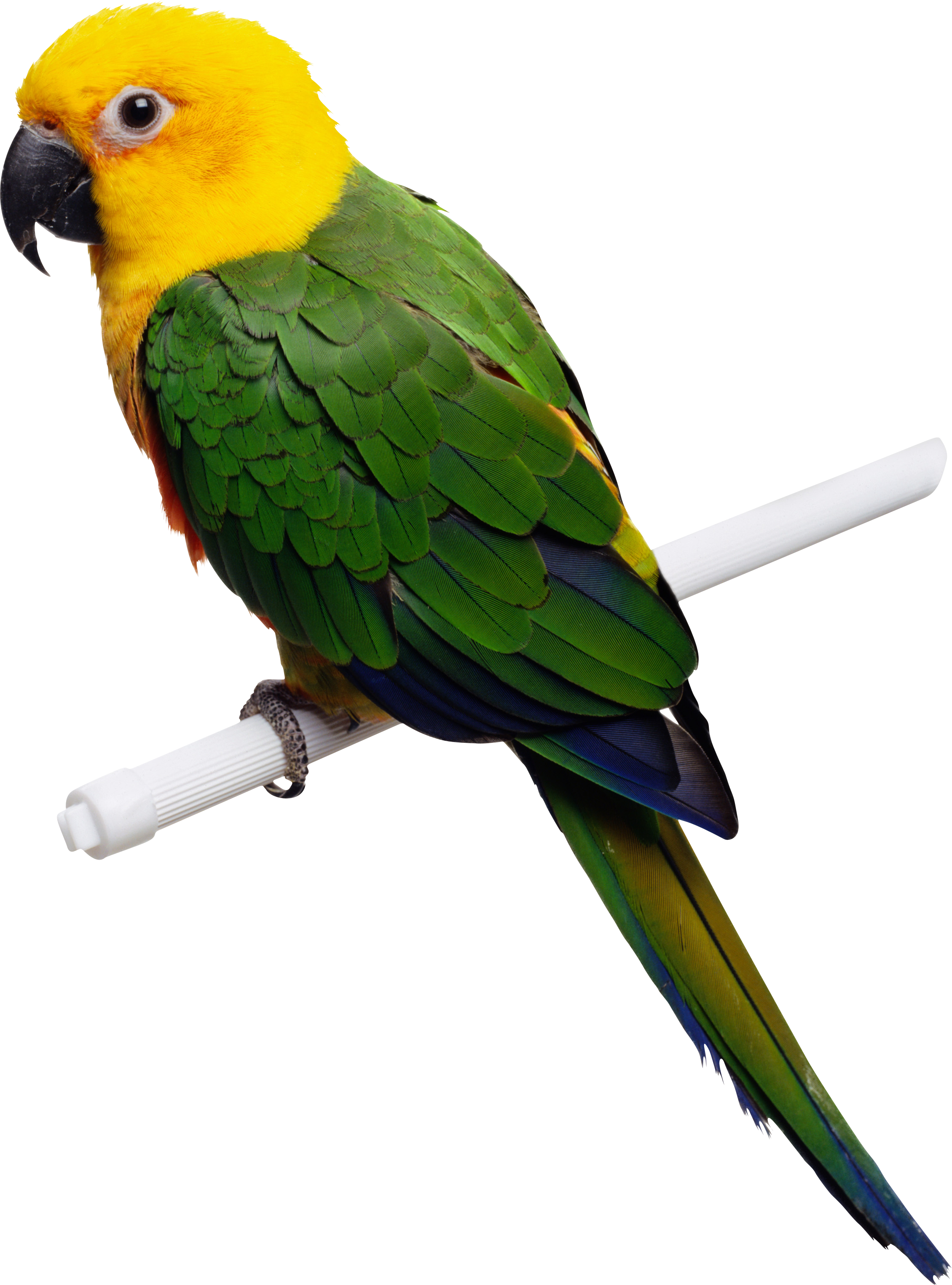 Green-yellow parrot PNG image