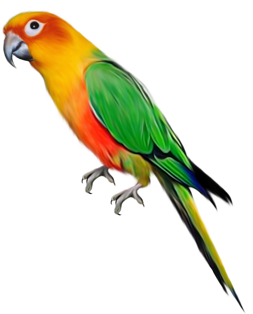 Parrot PNG - 11627