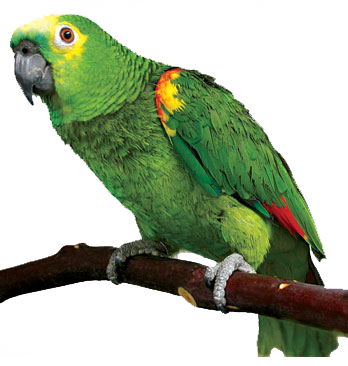 Parrot PNG - 11622