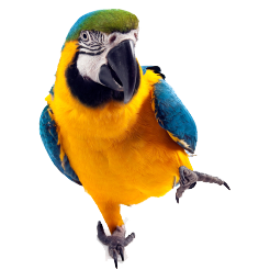 Parrot Png image #22821