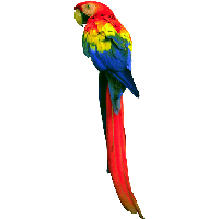 Parrot PNG - 11625