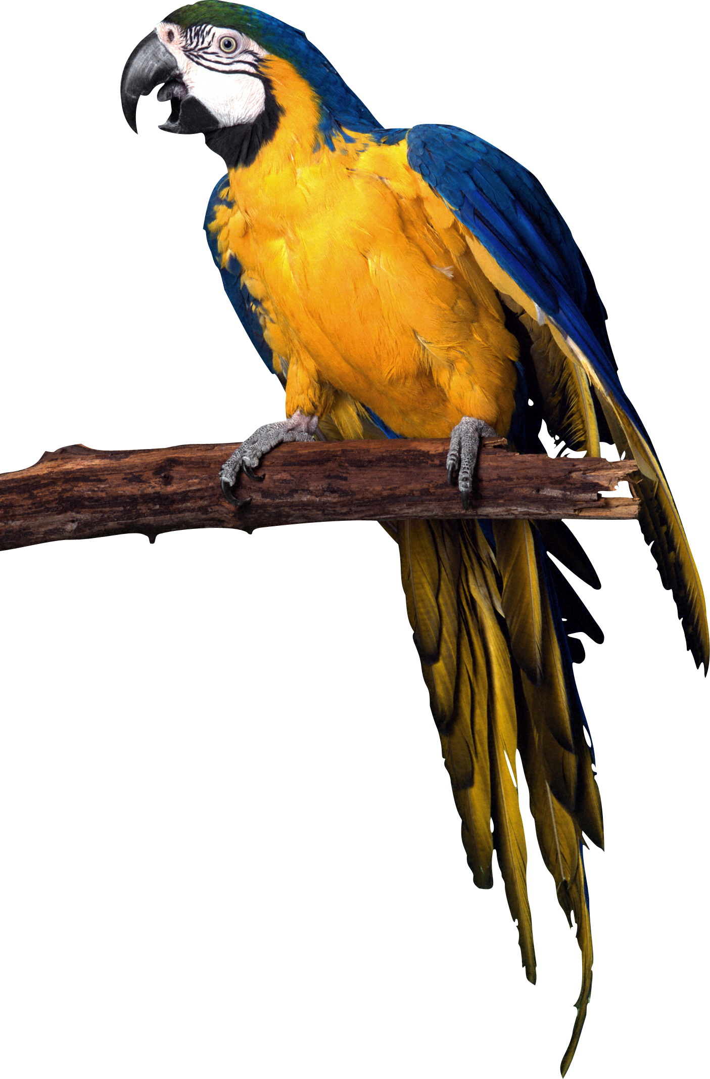 Parrot PNG images, free downl