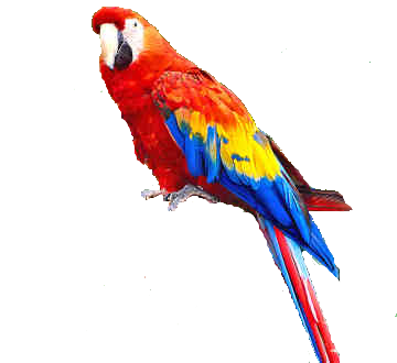 Flying Green Parrot Png Image