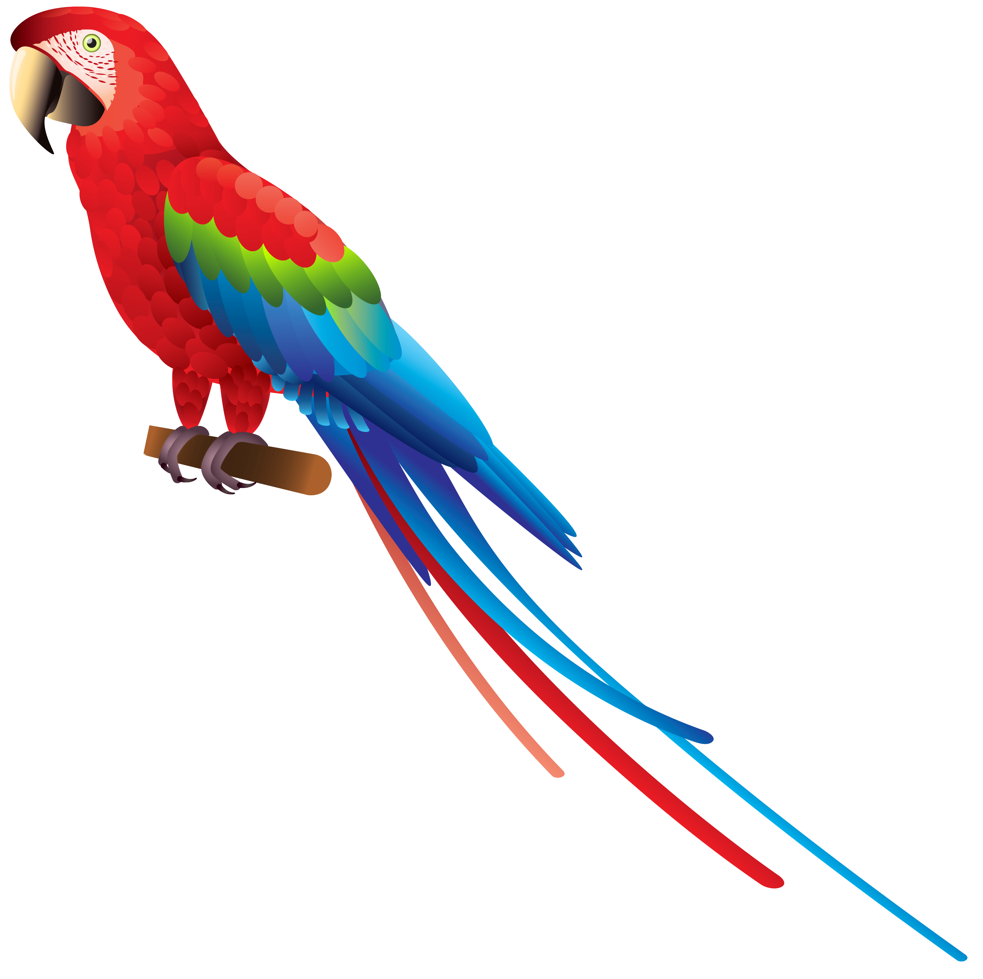 Parrot PNG - 11629