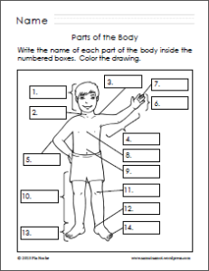 Parts Of The Body For Kids PNG Tagalog - 59279