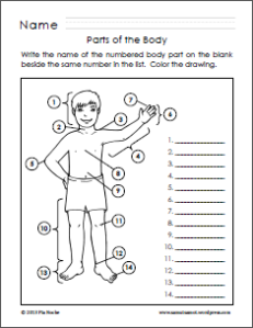 Parts Of The Body For Kids PNG Tagalog - 59278