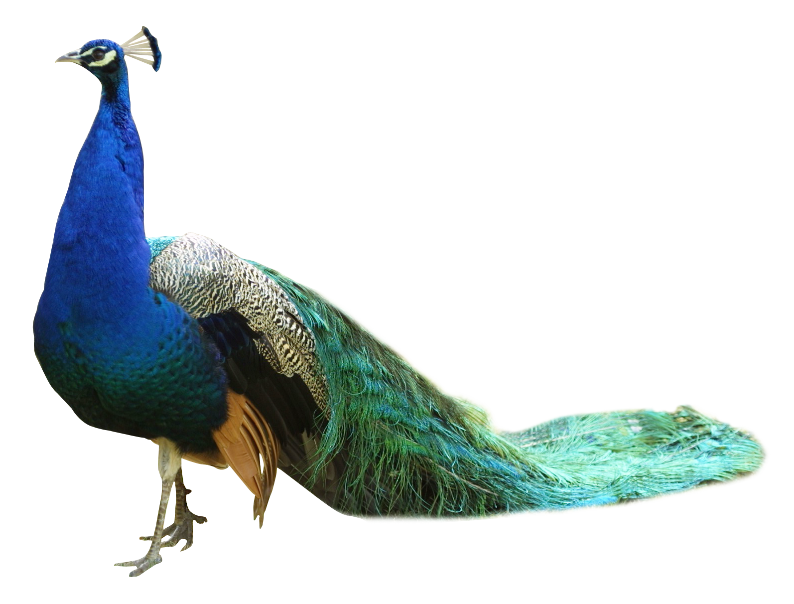 Peacock HD PNG