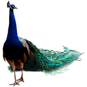 Peacock HD PNG - 95865