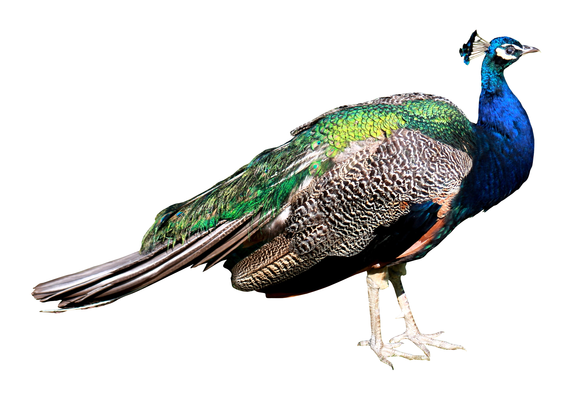 Peacock HD PNG - 95856