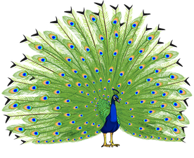 Peacock-Feather- PlusPng.com 