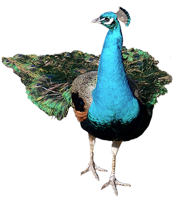 Peacock HD PNG - 95863