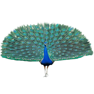 Peacock HD PNG - 95869
