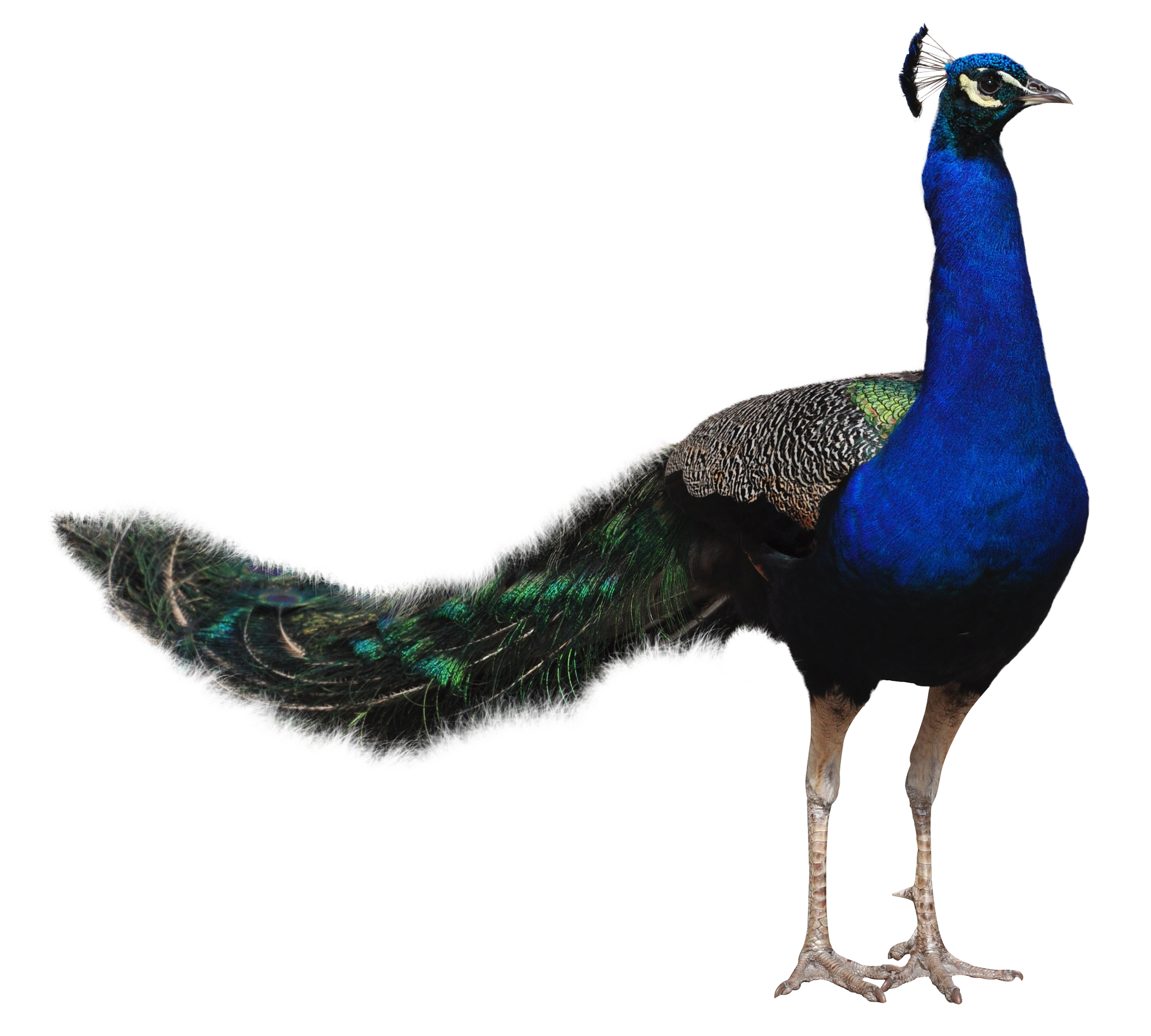 Peacock HD PNG - 95868