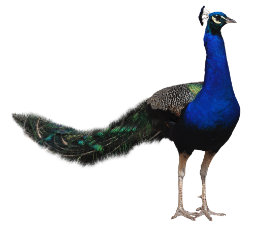 Peacock PNG HD - 122887