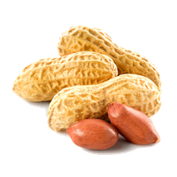 Peanut PNG - 11633