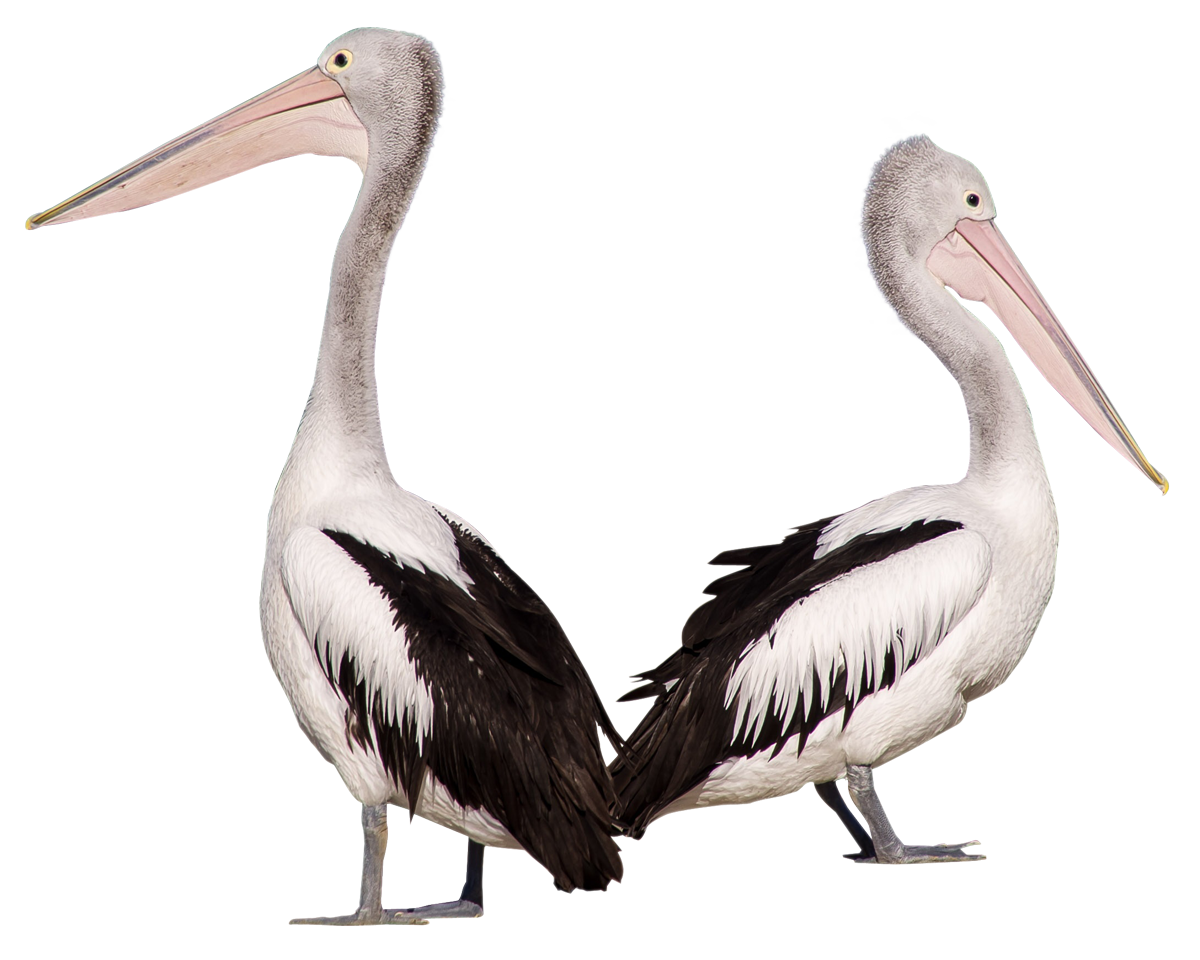 Pelican PNG - 14516
