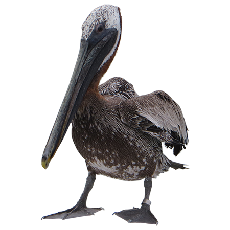 Pelican PNG - 14520