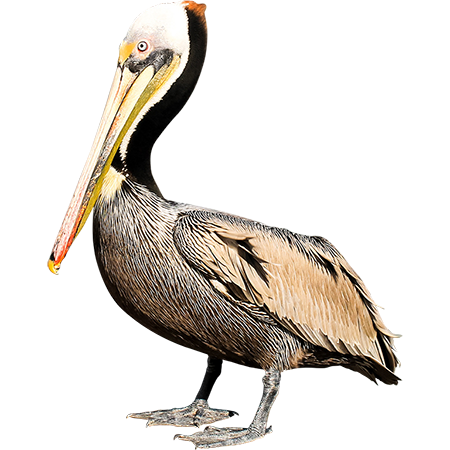 Pelican PNG - 14527