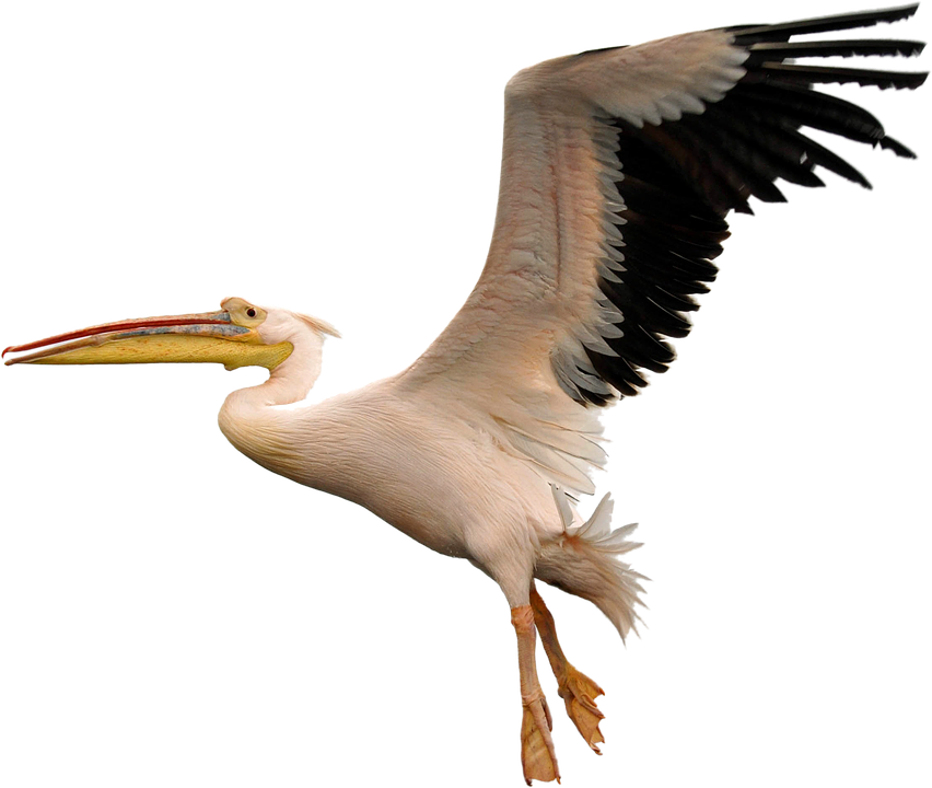 Pelican PNG - 14524