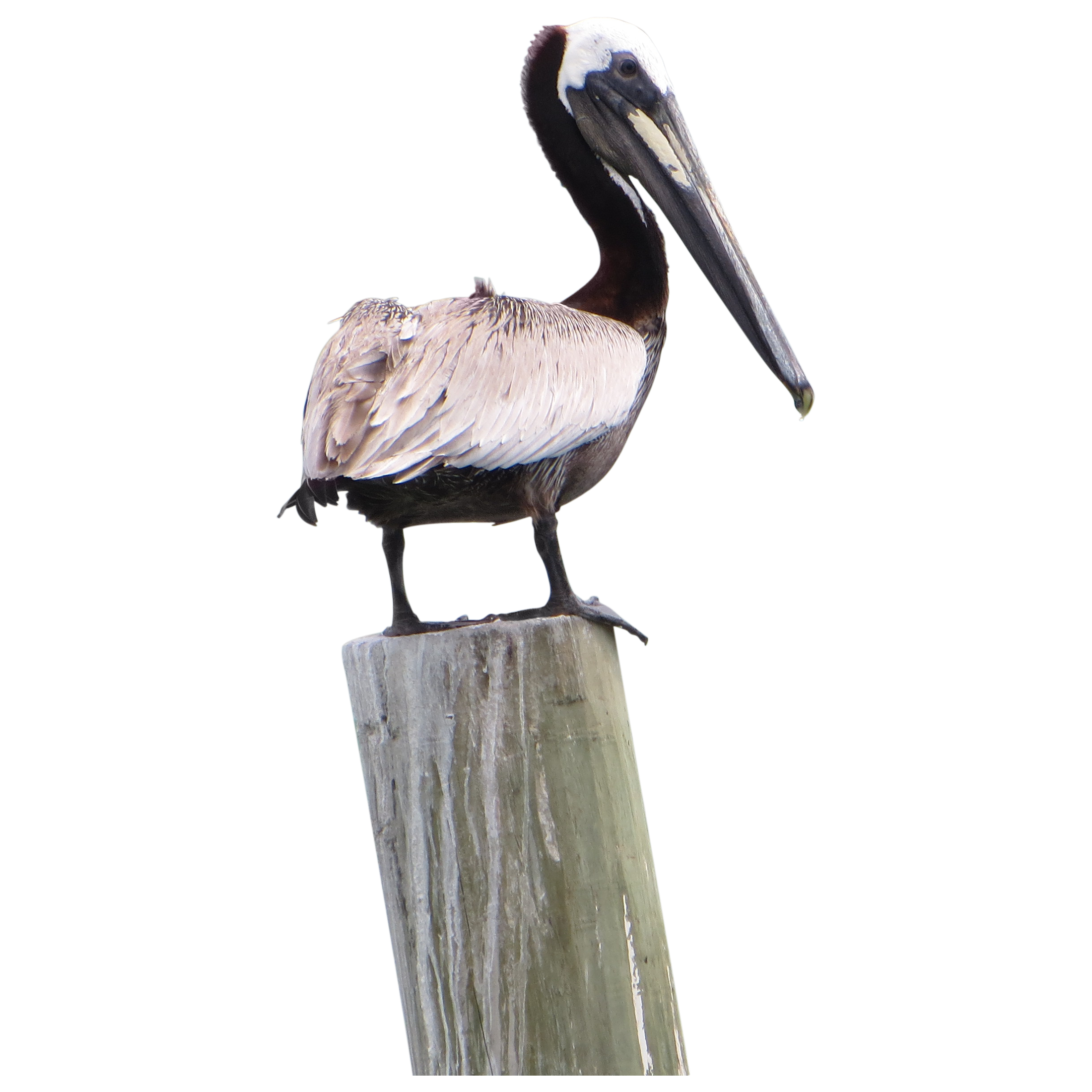 A confident pelican looking b