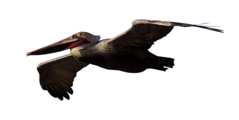 Pelican PNG - 14532