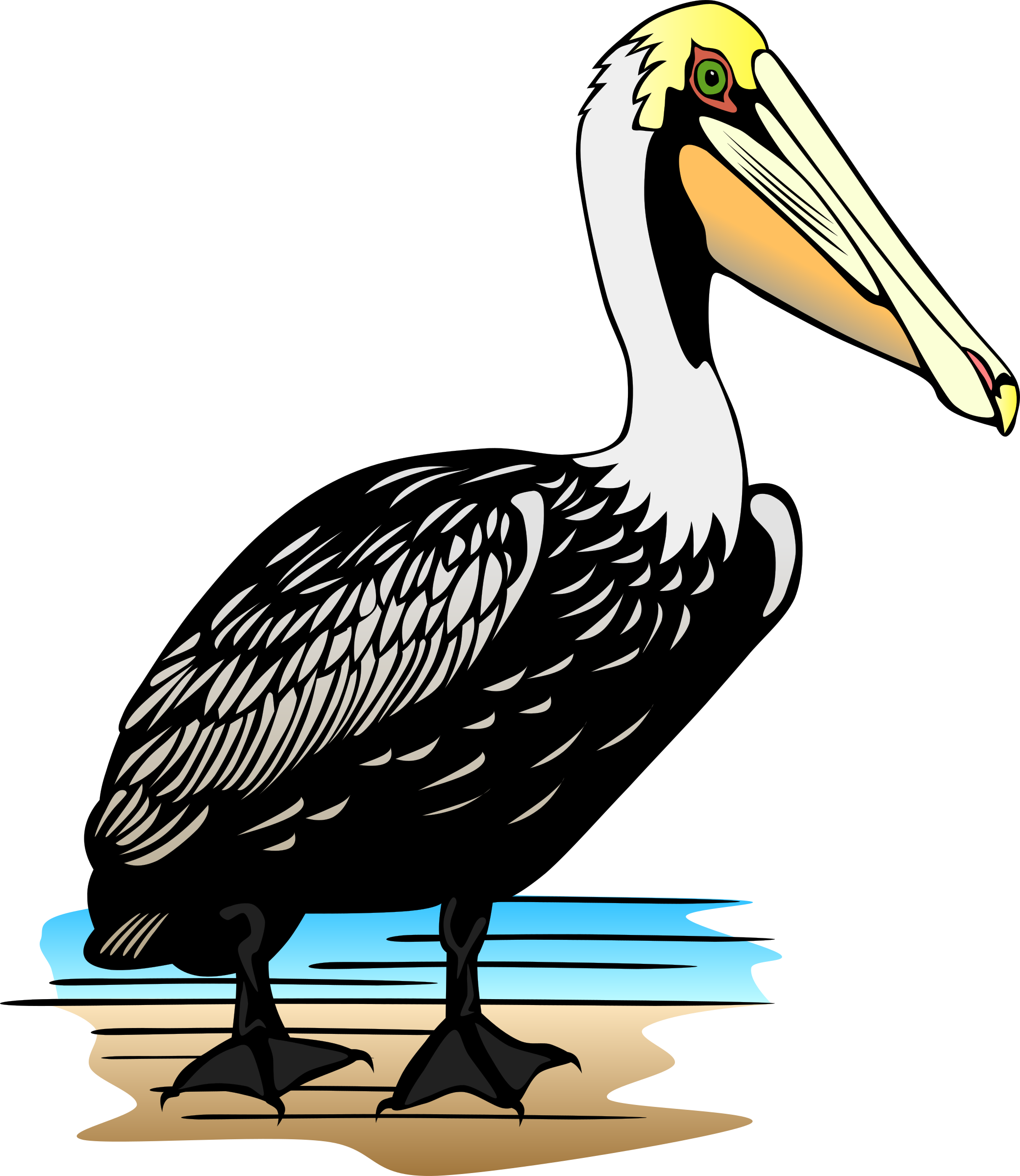 Pelican PNG - 14533