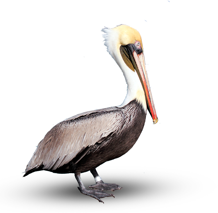 Pelican PNG - 14534