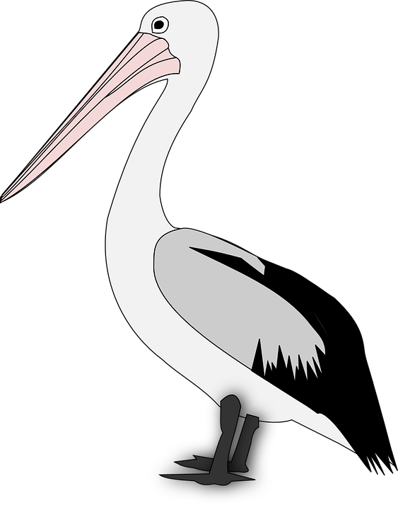 Pelican PNG - 14531