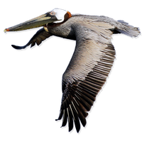Pelican Png Clipart PNG Image