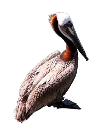 Pelican PNG - 14522