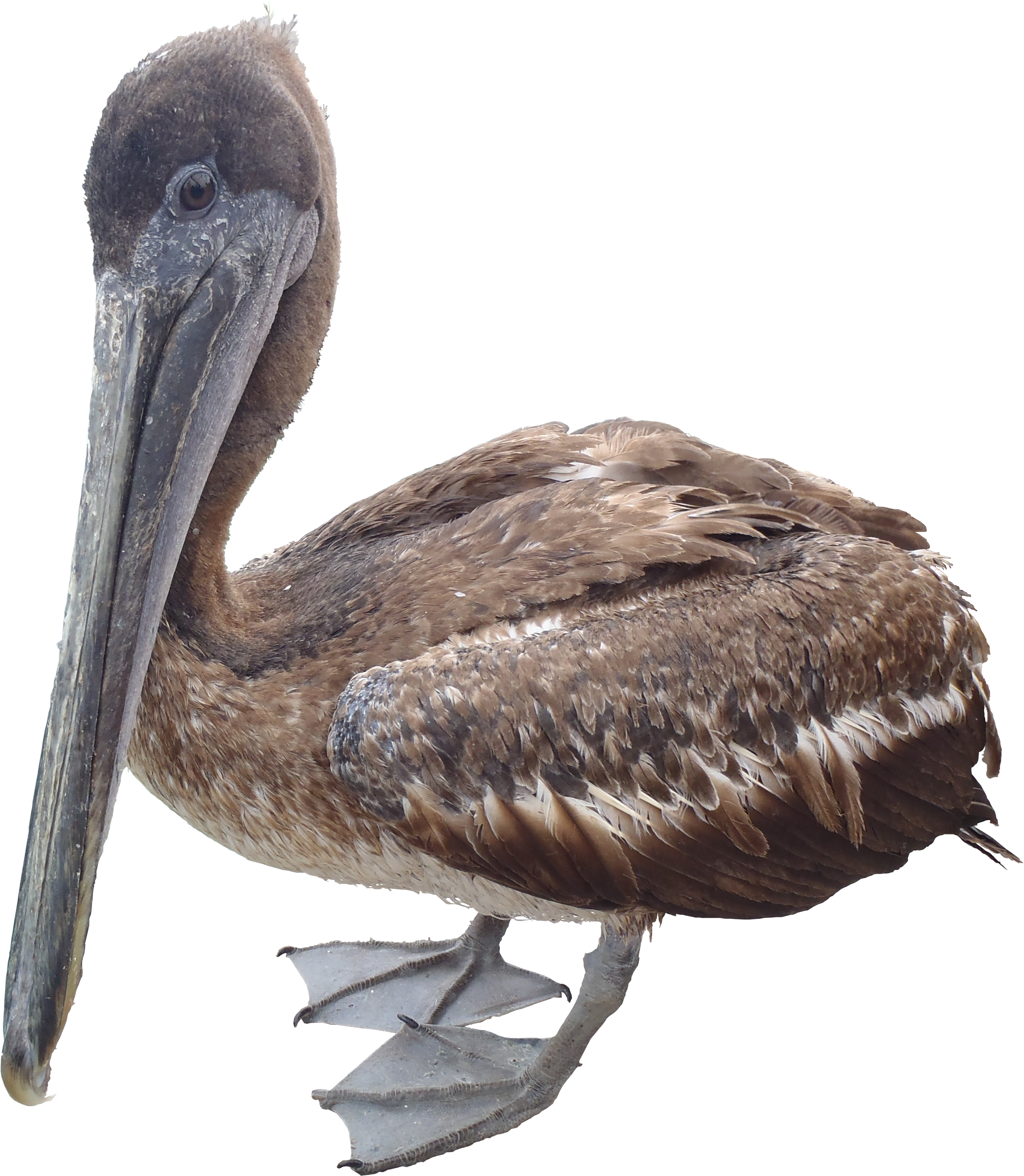 Pelican PNG - 14523