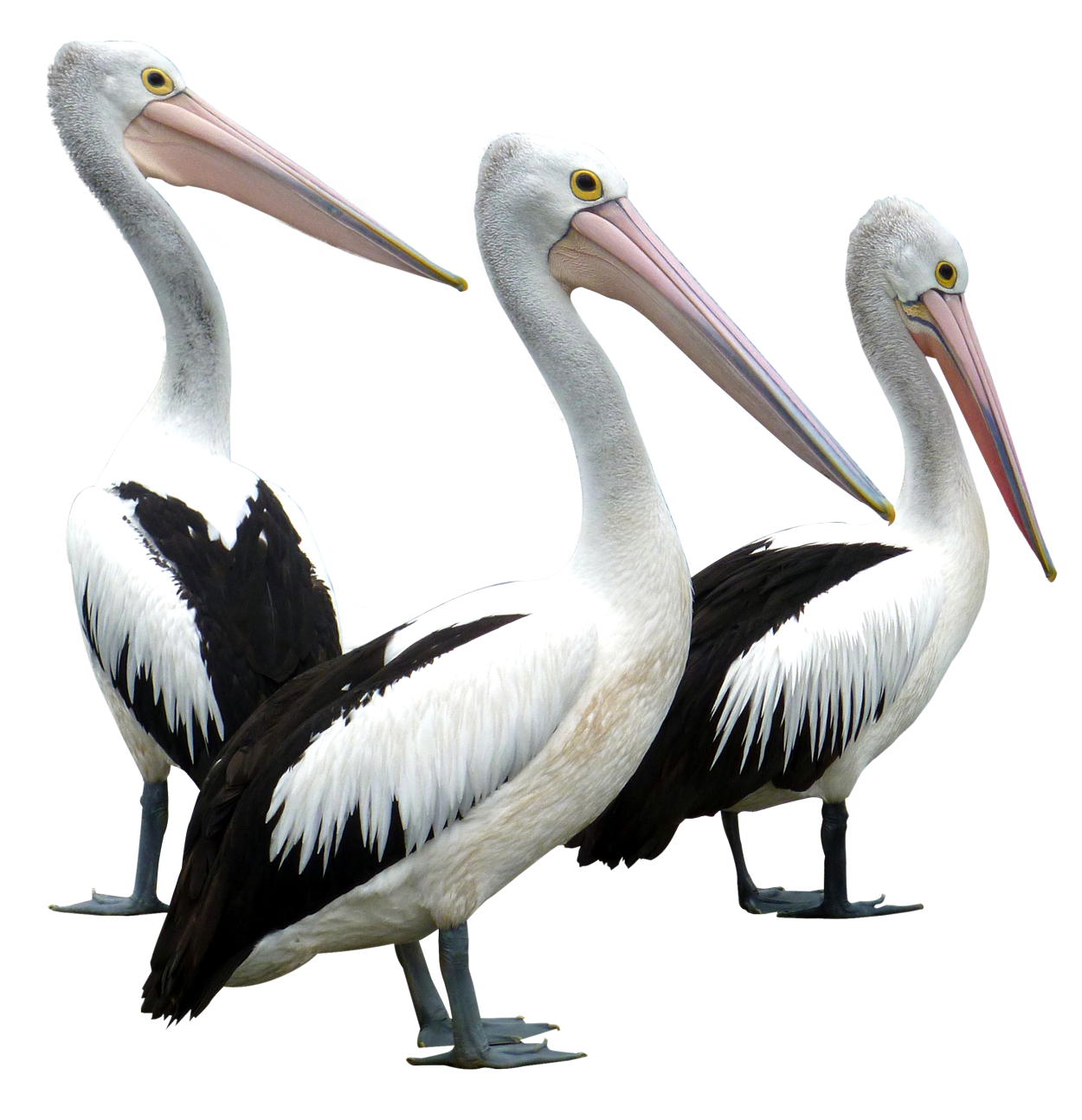 Pelican PNG - 14518