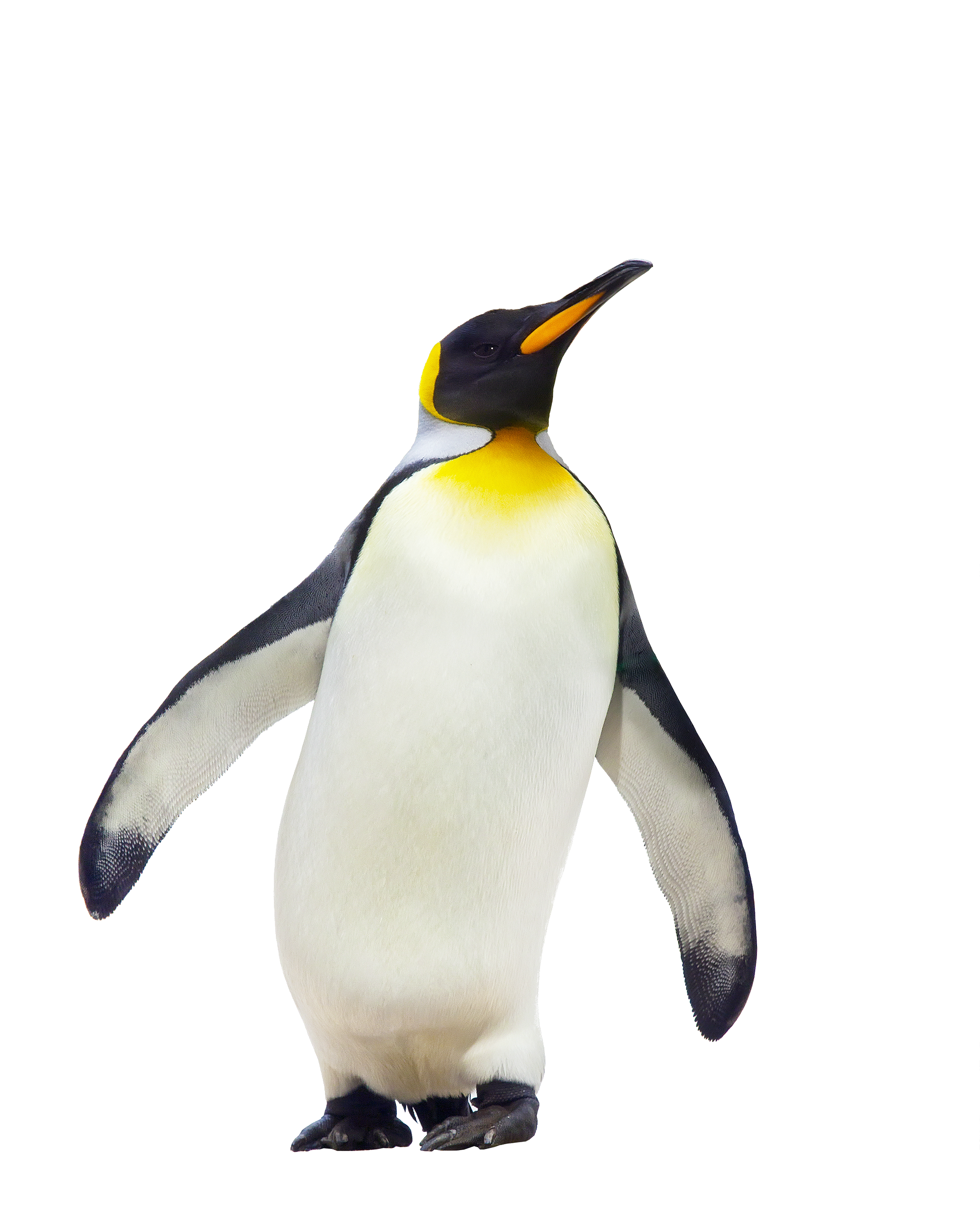 pin Penguin clipart realistic