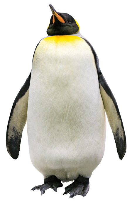 Penguin HD PNG - 92447
