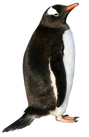 pin Penguin clipart realistic