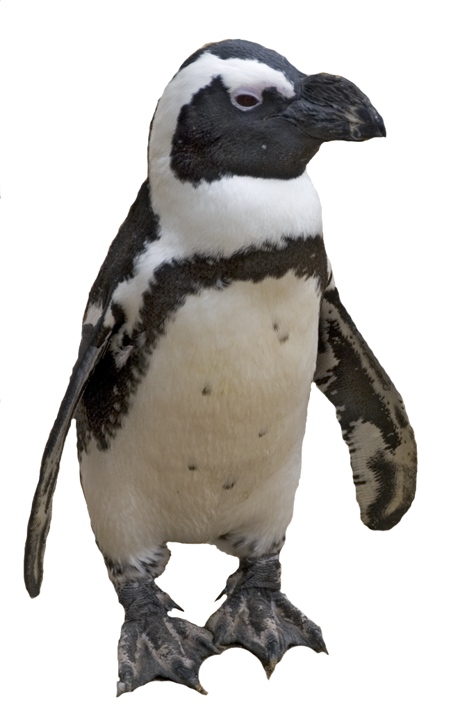 Penguin PNG - 1204