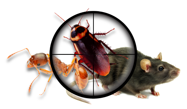 img - Pest PNG