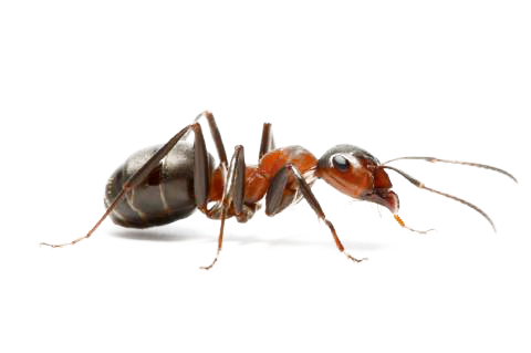 Pest PNG - 72336