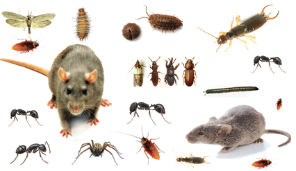 General Pest Control. image-1