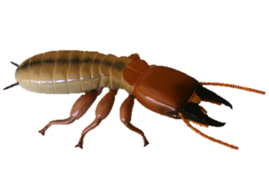 Pest PNG - 72337