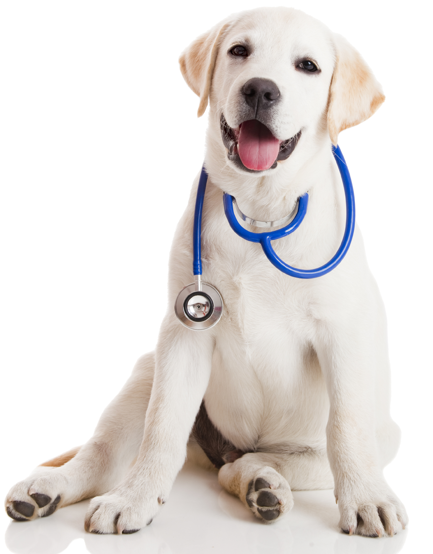 Kineto pet. Лабрадор доктор. Собака доктор. Собака со стетоскопом. Собака с фонендоскопом.
