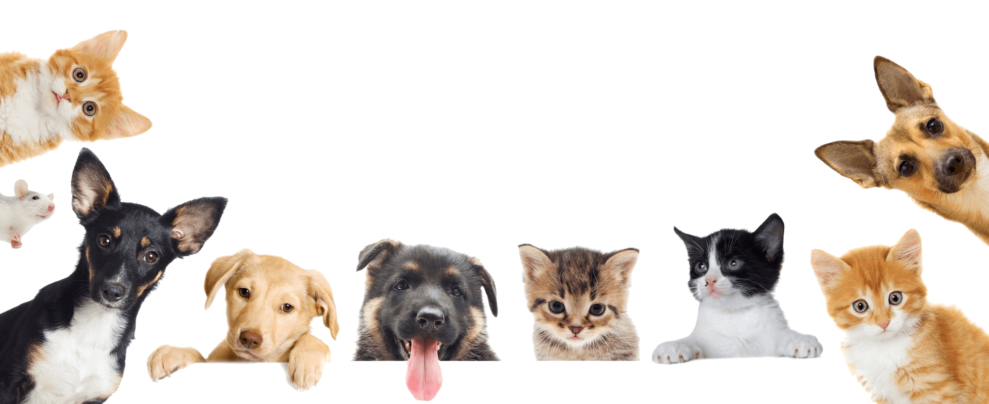 Collection of Pet Care PNG. | PlusPNG