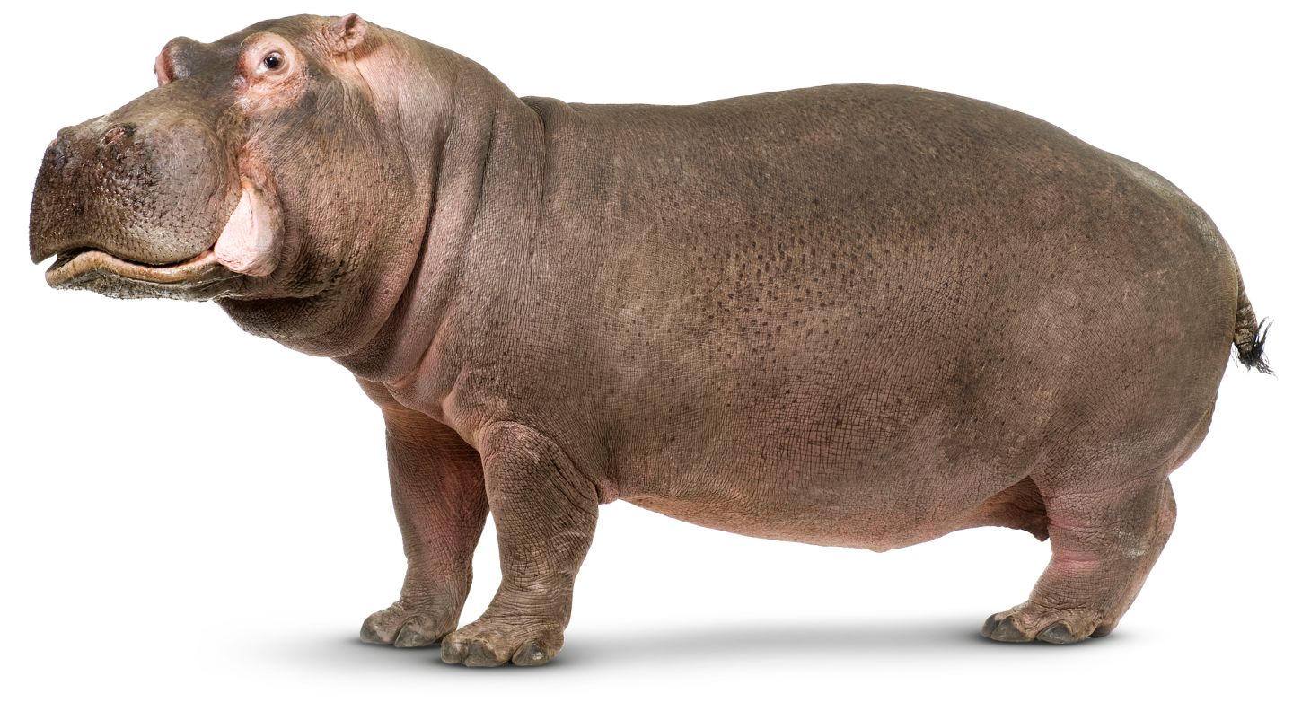 Hippopotamus PNG - 5111