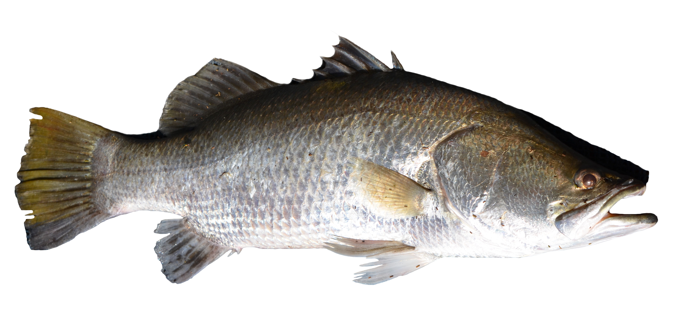 Picture Of Fish PNG - 164745